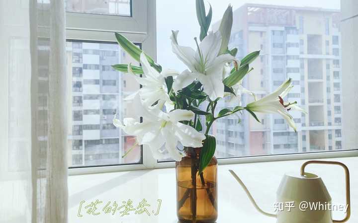 想买一个插百合的花瓶 看了好久 始终没有那种很中意的 你们有什么推荐么 知乎