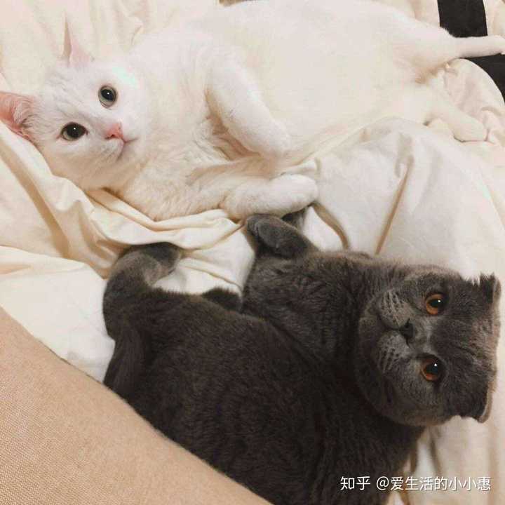 猫咪吐毛球的原因 猫咪毛球症 知乎