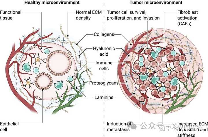 细胞外基质和内环境的区别是什么？ - 知乎