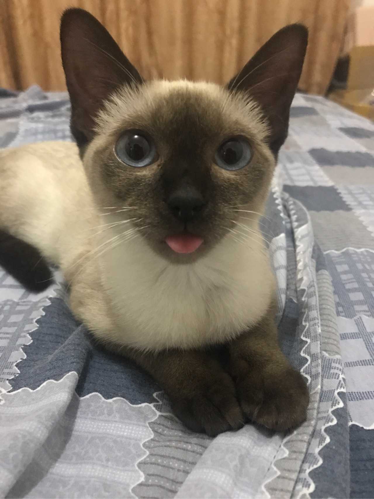 都说暹罗和英短都性格特别好,还特别粘人 - 知乎