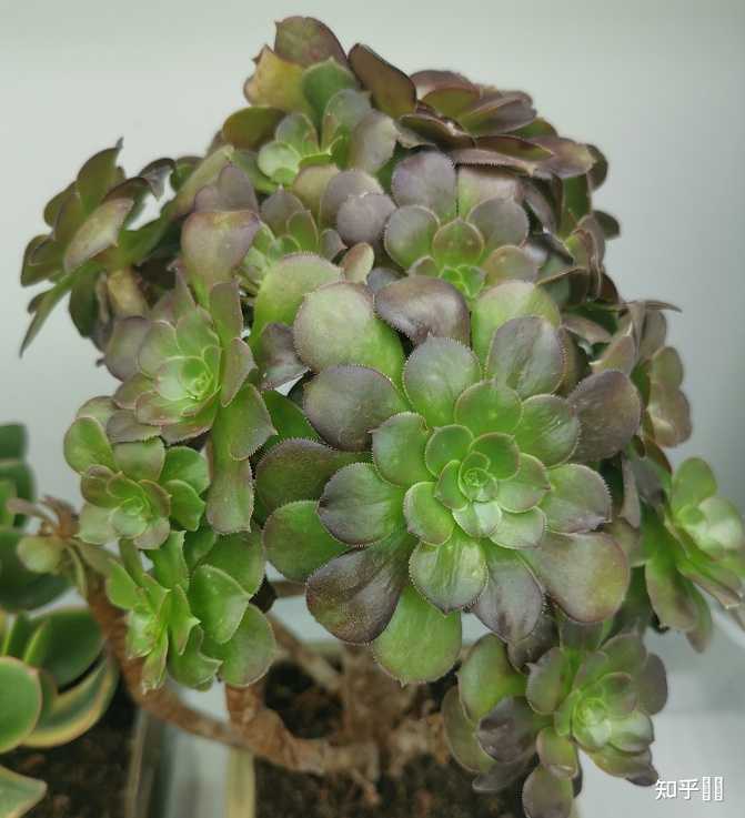 现在淘宝上多肉植物的补光灯靠谱吗 知乎