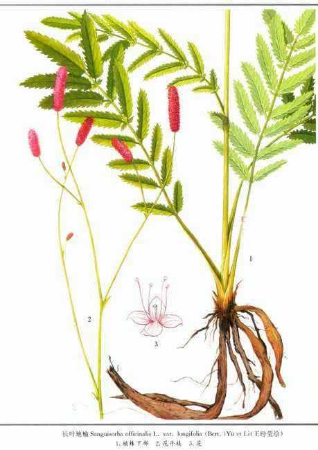 第二个是珍珠梅,蔷薇科的,主要是观赏,茎皮也可以药用.