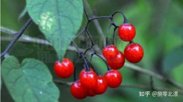 中药材白英的药用功效有哪些? - 知乎