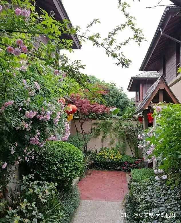 常见的花的花语是什么 知乎