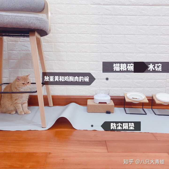 养只猫需要提前做什么准备么 知乎