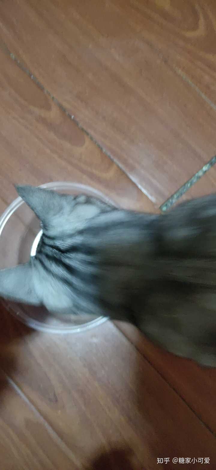 猫吃了蝙蝠会传染人吗 猫吃了蝙蝠会得冠状病毒吗 猫吃蝙蝠一天死亡
