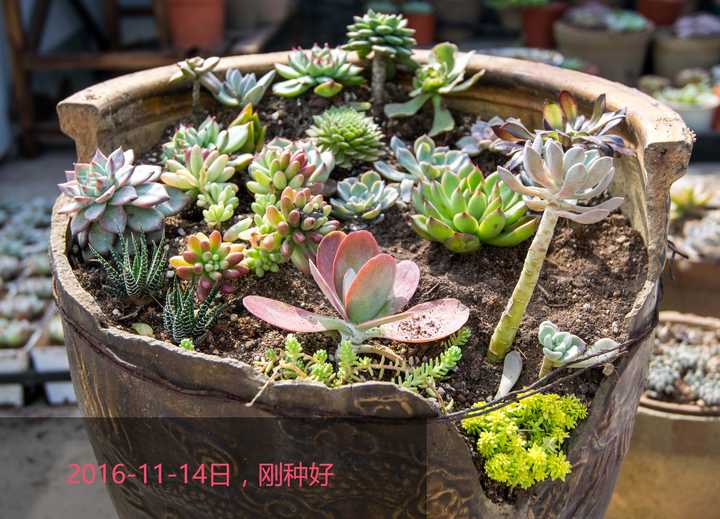 新手求教多肉怎么养 知乎 新手求教多肉怎么养 知乎