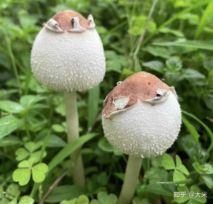 蘑菇的生长环境是怎么样的? - 知乎
