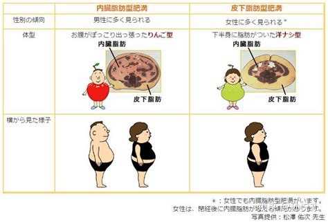 皮下脂肪和内脏脂肪哪个更容易减 知乎 皮下脂肪和内脏脂肪哪个更容易减 知乎