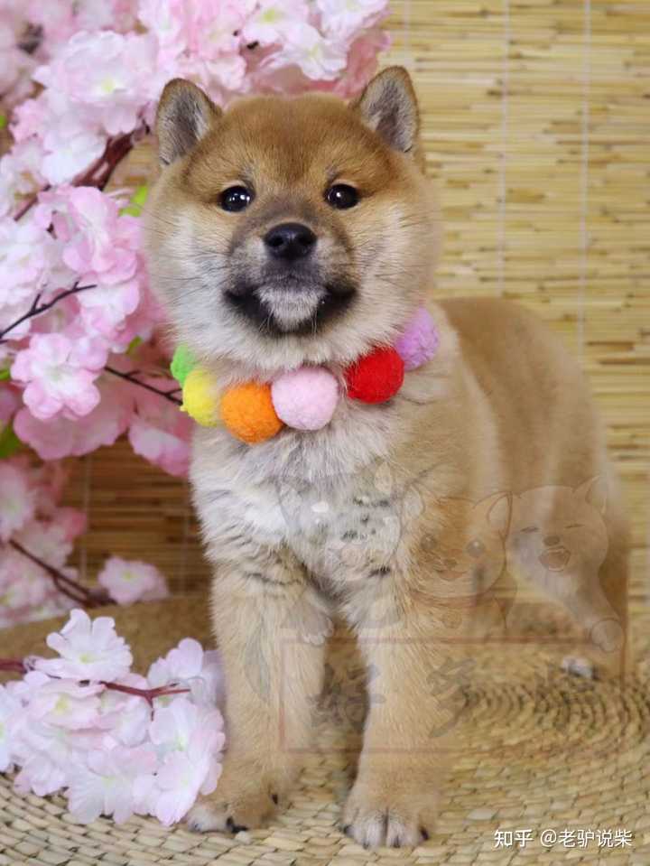 请问柴犬这种黑豆豆眉毛正常吗 知乎 请问柴犬这种黑豆豆眉毛正常吗 知乎