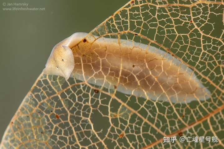 比较扁形动物和环节动物躯体结构的异同点，论证环节动物被称为高等动物的原因? - 知乎