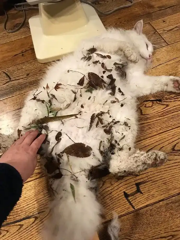 养一只狸花加白猫是什么体验 知乎