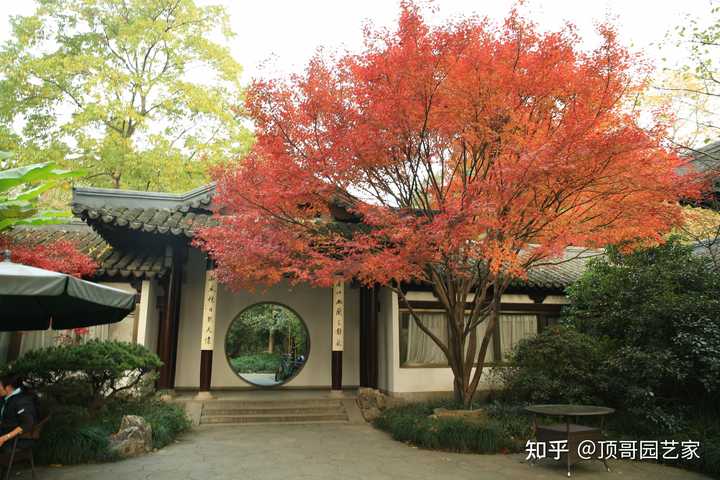 别墅院子适合种什么景观树？ - 知乎