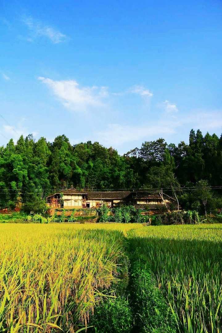 为什么越来越多的年轻人想回归农村生活？ - 知乎