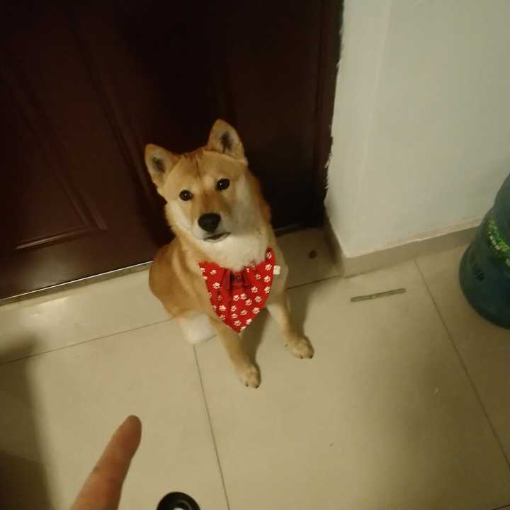养一只广西土猎的过程与感受 知乎 养一只广西土猎的过程与感受 知乎