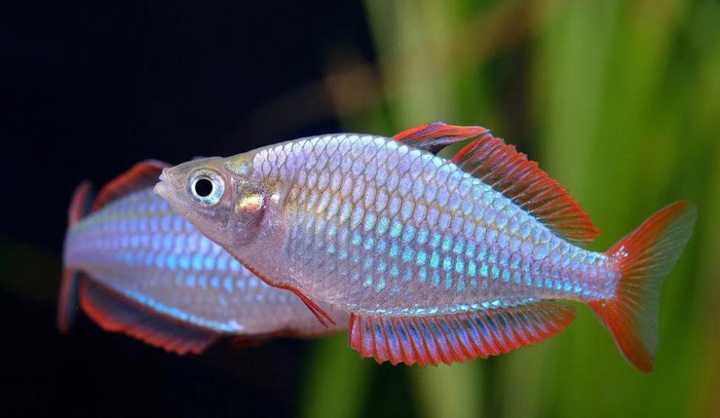 有什么很小,很便宜的宠物?