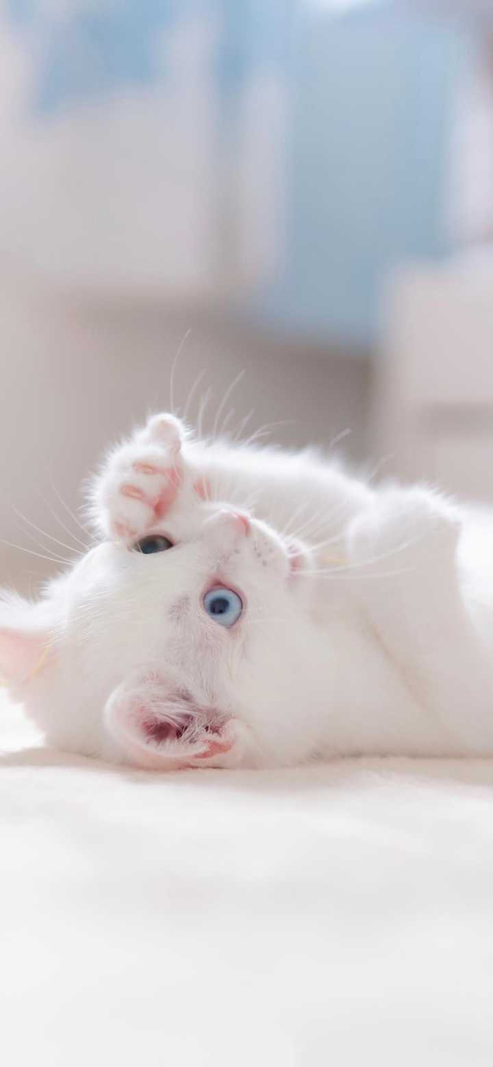 有没有可爱的猫咪壁纸可以分享 知乎 有没有可爱的猫咪壁纸可以分享 知乎