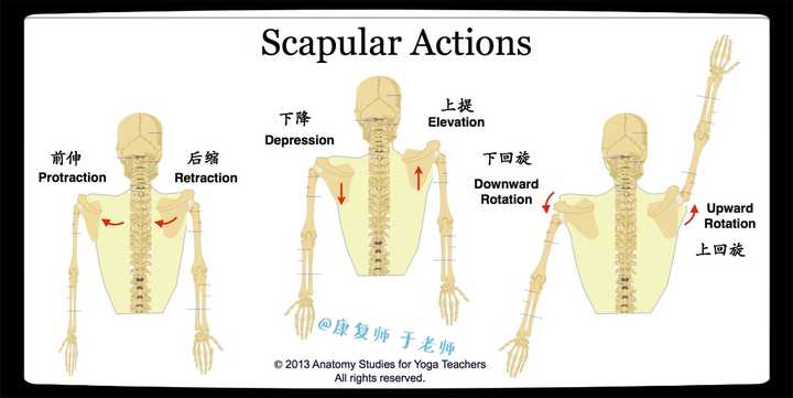 女生肩膀的上斜方肌太粗壮了怎么办 知乎