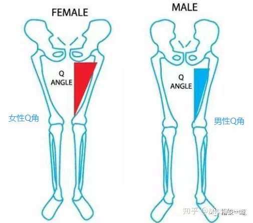 请问女性健身和男性健身有什么区别?女性如何正确撸铁? - 知乎