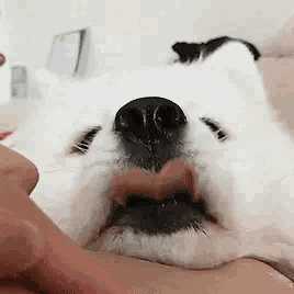 有什么可爱的狗狗表情包