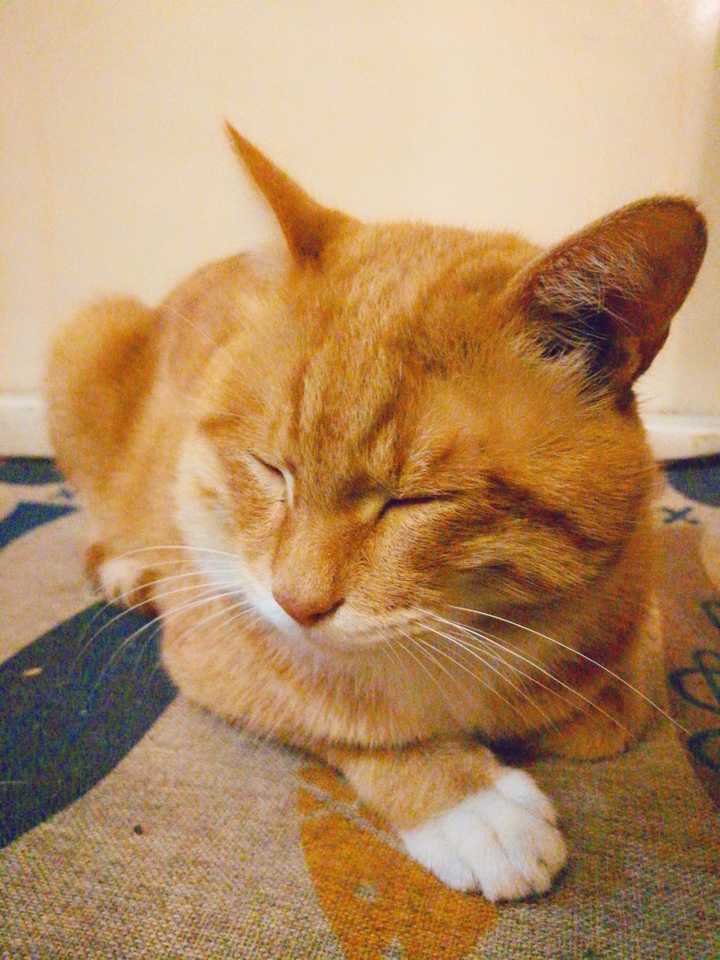 为什么会有橘猫容易长成胖子的说法?