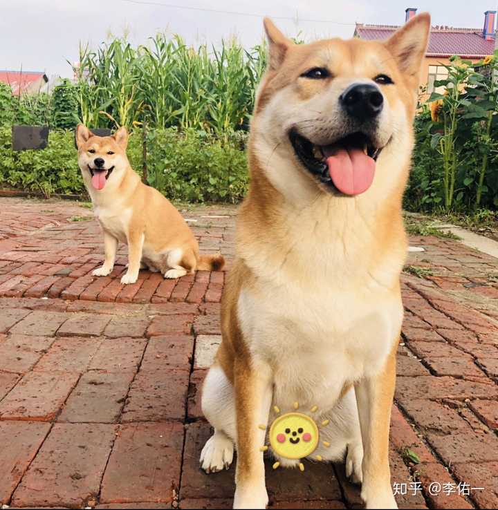 养柴犬是种怎样的体验 知乎 养柴犬是种怎样的体验 知乎