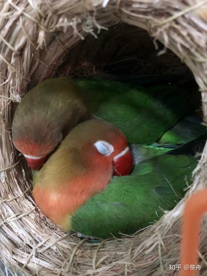 睡觉觉鸟表情包图片