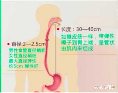 食管的结构和功能是什么？ - 知乎