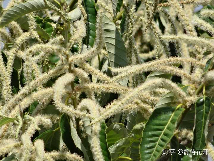 你见过板栗开花吗? - 知乎