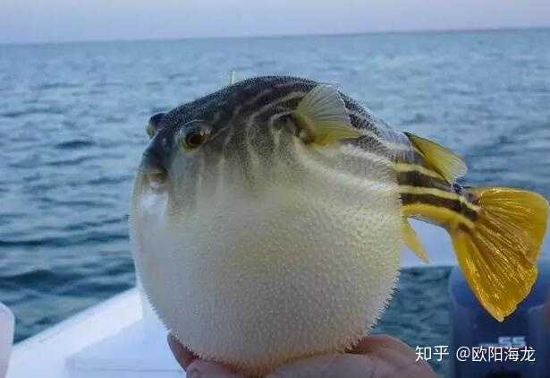 圆滚滚,鱼类中的萌系代表 黄鼠狼也会歪头杀 说到海鸥,你首先想到的