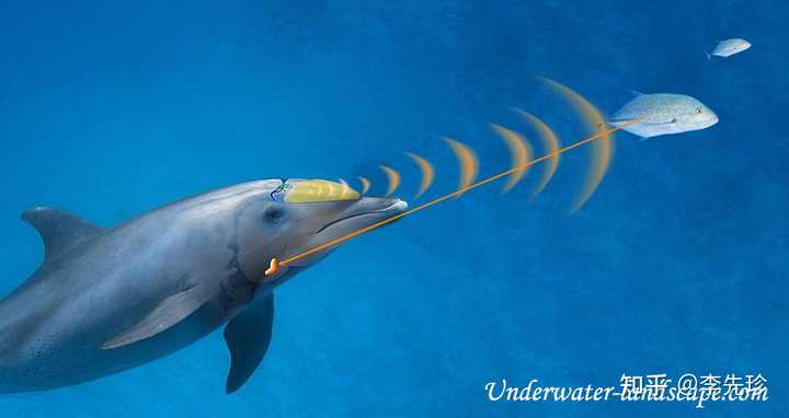 为什么海豚、鲸鱼等回声定位生物的眼睛没有完全退化? - 知乎