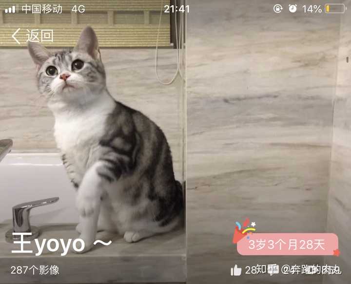 买猫的时候被猫舍鄙视是什么感受 知乎 买猫的时候被猫舍鄙视是什么感受 知乎