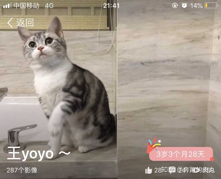 买猫的时候被猫舍鄙视是什么感受 知乎