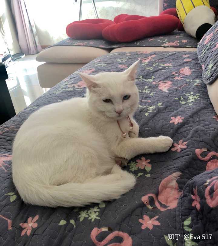 可否晒一晒你们养的小猫小狗 我家有颗棉花糖的回答 知乎 可否晒一晒你们养的小猫小狗 我家有颗棉花糖的回答 知乎