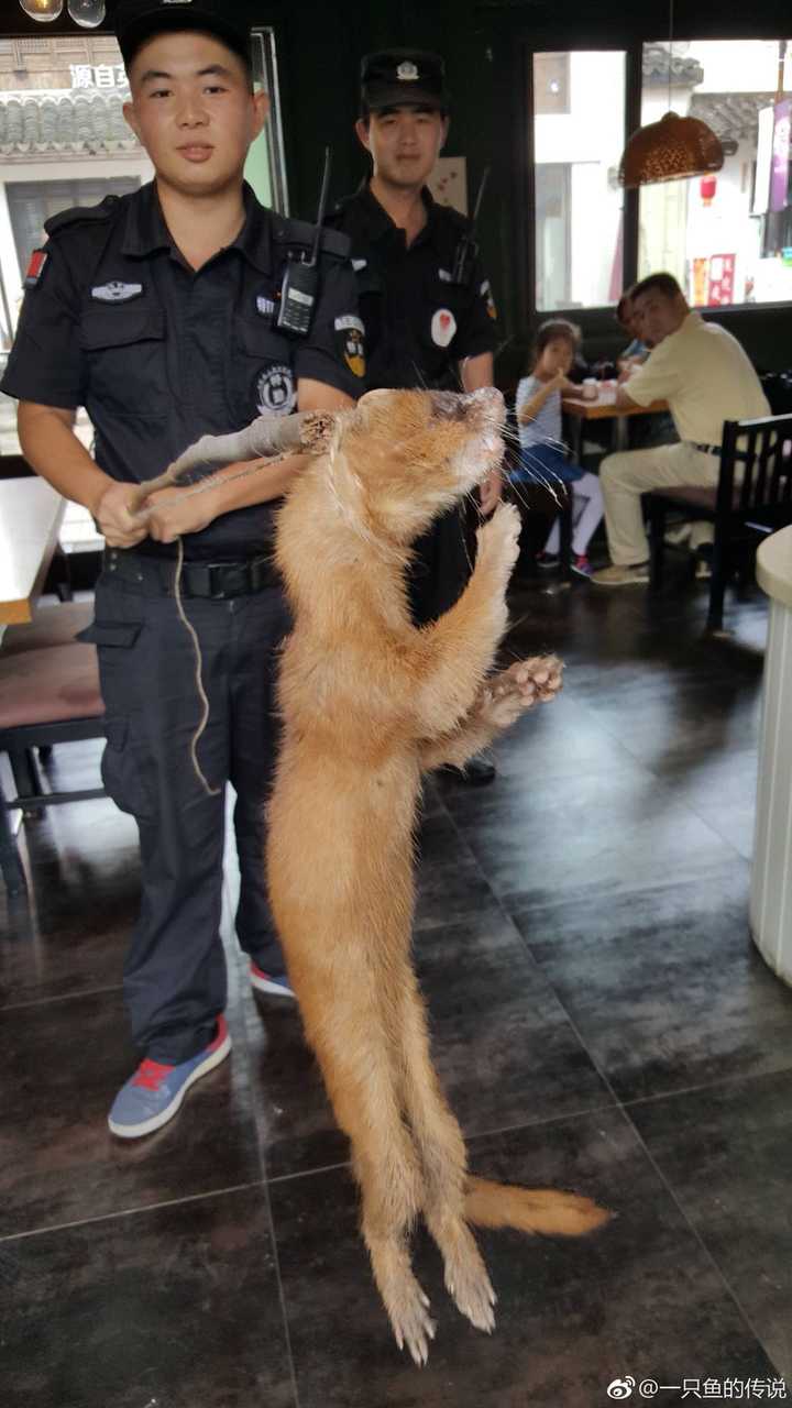 一只鱼的传说 作家 代表作《黄河古道》《鬼藏人》 好久没讲故事了 讲