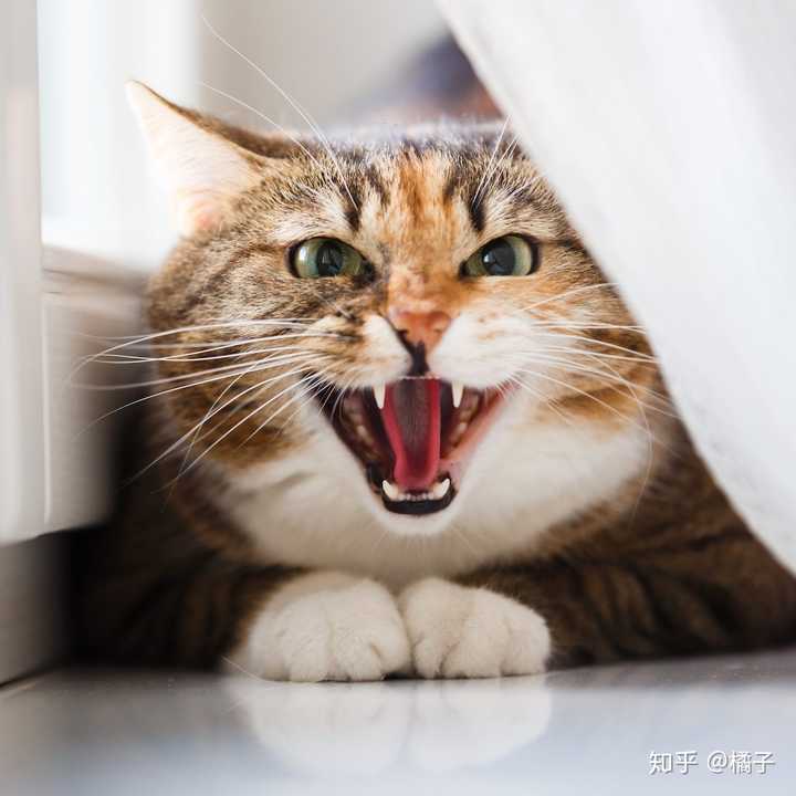 猫会在多大的时候发情,有哪些注意事项? - 知乎