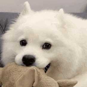 可以提供一些探头的可爱表情包嘛(07126612`)? - 知乎