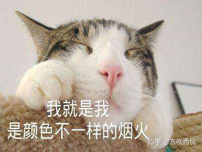 为什么猫咪能像液体一样