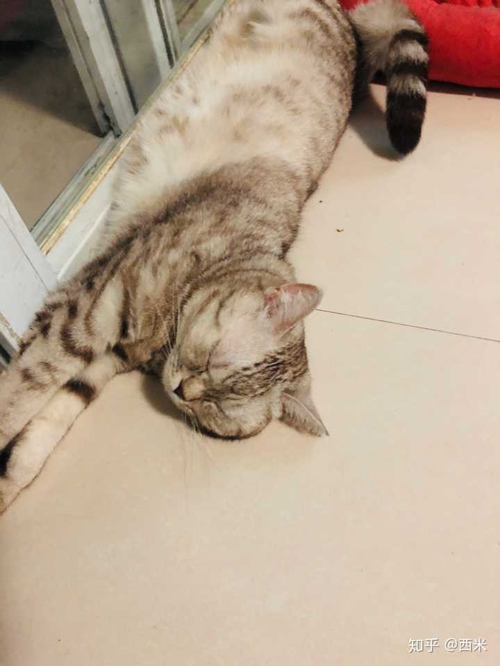 新买的猫窝里面放猫薄荷 猫就会乖乖睡里面吗 知乎