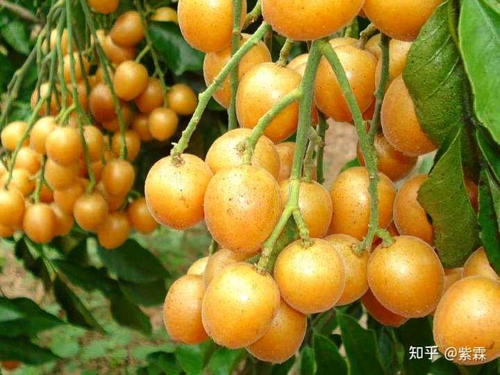 黄皮果有哪些营养成分？ - 知乎