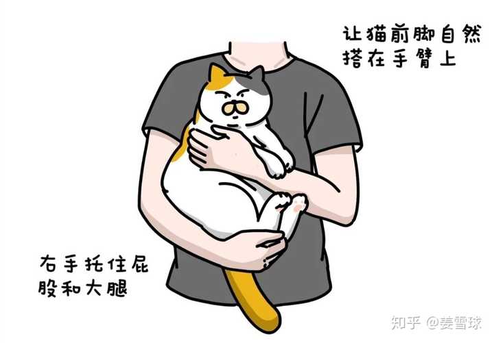 抱起猫的正确姿势是怎样? - 知乎