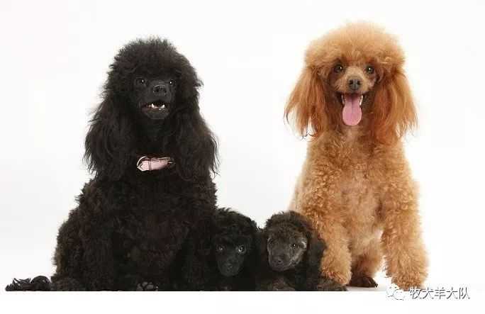 想养只小型犬 哪种好养 知乎 想养只小型犬 哪种好养 知乎