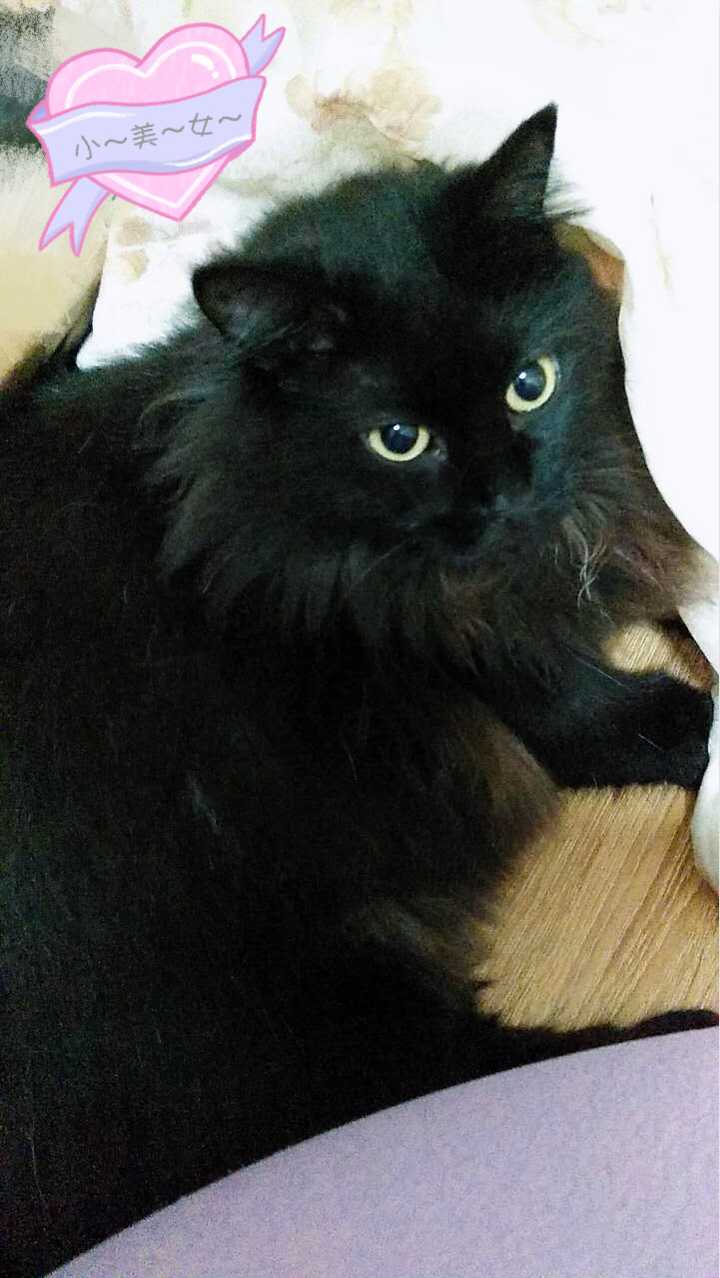 养黑猫会带来噩运吗 知乎 养黑猫会带来噩运吗 知乎