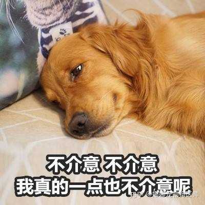 第一次养狗如何选择狗狗品种 知乎