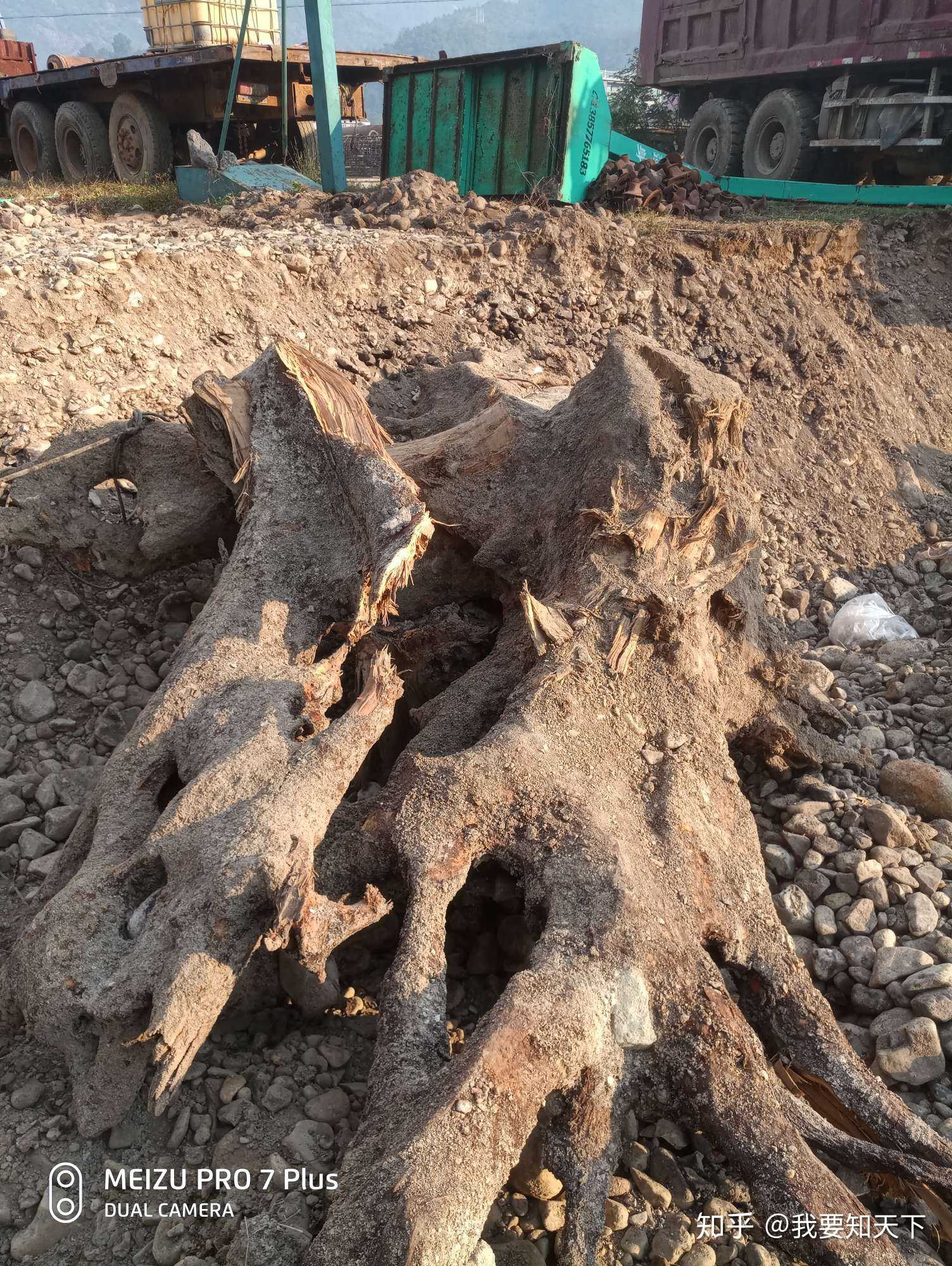 这是一个香樟树的树根 - 知乎