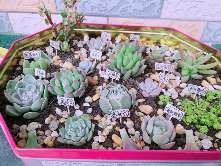 多肉徒长是怎样的体验 吃一只虾的回答 知乎