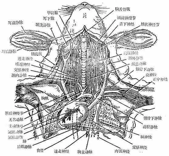 小鼠颈部血管分布图图片