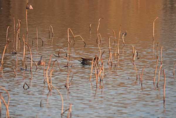 英语里水是water，但为什么还用aque这个拉丁语来的词根？