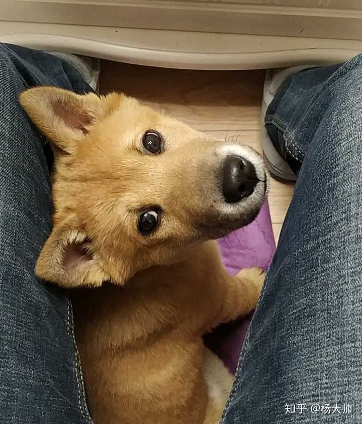 下图左一 下图右一 品种是广西猎犬,有人说是广西菜狗,菜就菜吧.