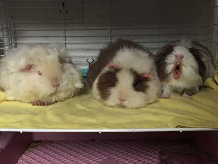 如何养好一只豚鼠（荷兰猪）？ - 知乎